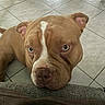 Django participe au concours pour gagner de l'argent avec cette photo : dog, pit_bull, brown_dog, white_marking, portrait, close_up, indoors, tile_floor, couch, furniture, pet, animal, short_hair, floppy_ears, brown_eyes, curious, looking_at_camera, funny, house, photography