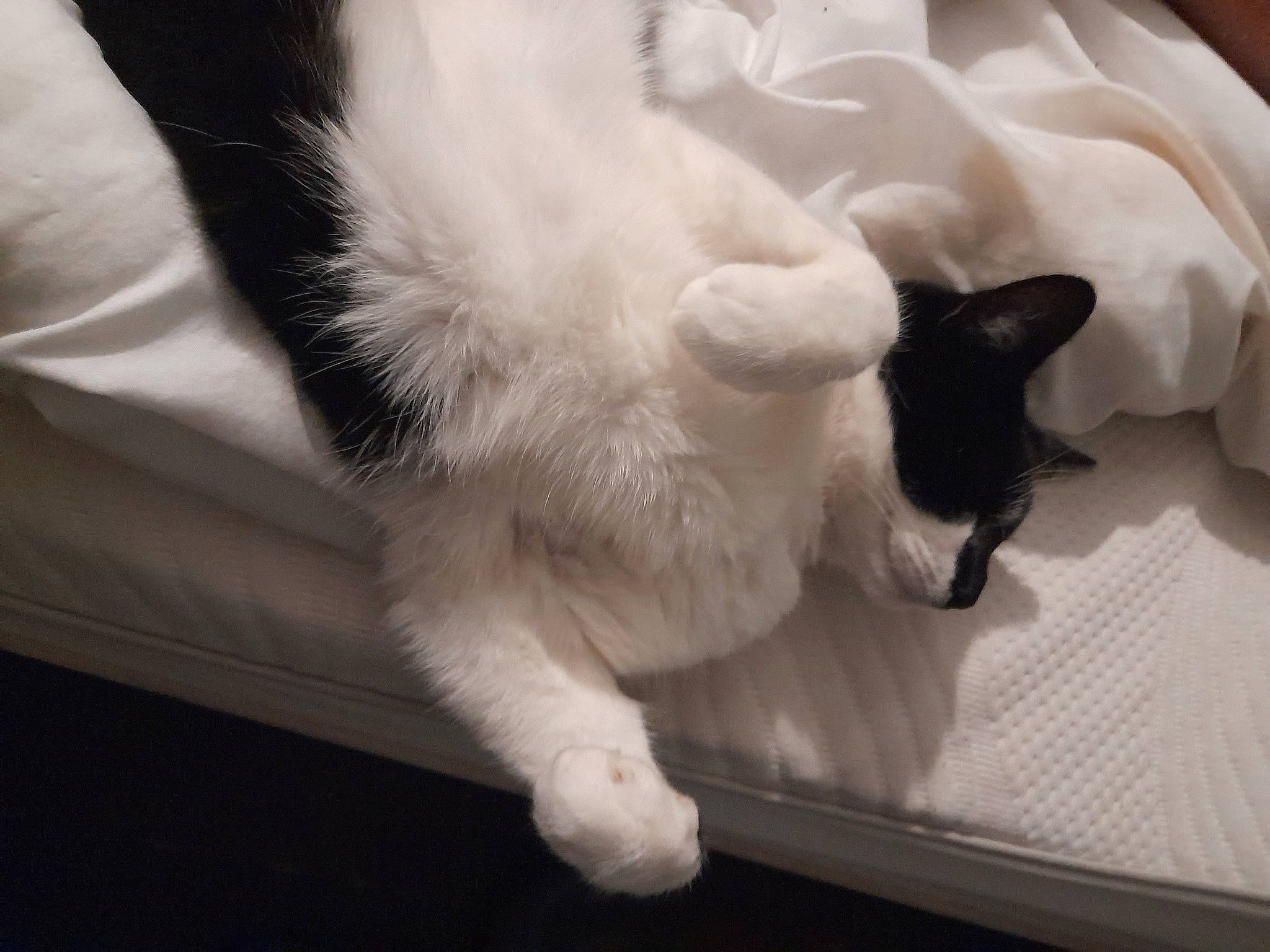 Karma is registered to the contest to win money with this photo: canidae, carnivore, cat, claw, comfort, domestic_short_haired_cat, felidae, flooring, foot, fur, hardwood, monochrome_photography, nap, paw, room, small_to_medium_sized_cats, snout, tail, thai, whiskers