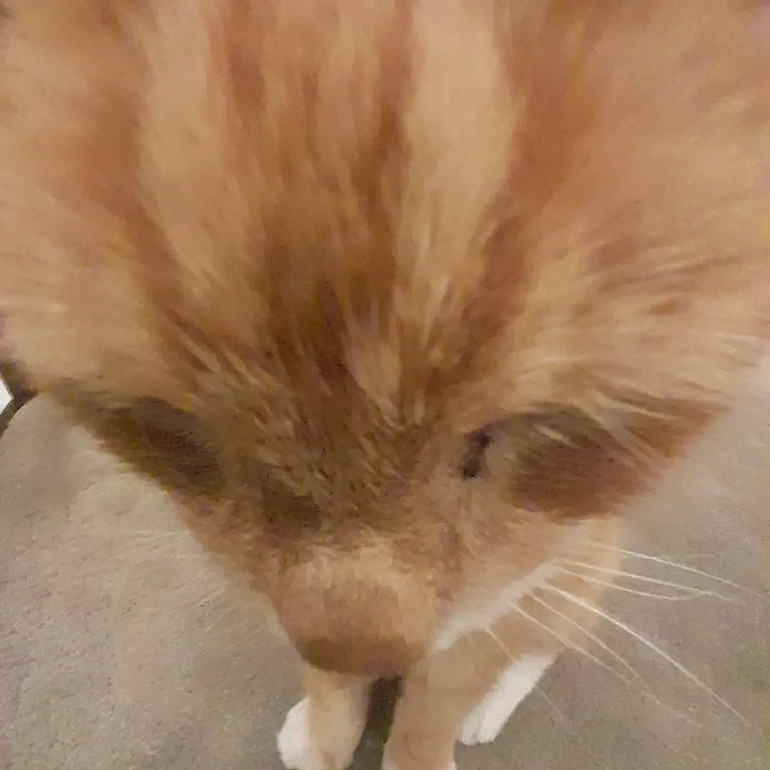 Ginger is registered to the contest to win money with this photo: companion_dog, dog_breed, fawn, feather, flooring, fur, snout, tail, terrestrial_animal, whiskers, wing