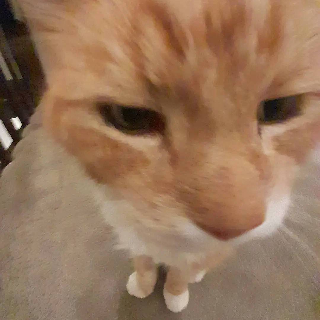 Ginger joined the competition — help win amazing prizes! carnivore, cat, domestic_short_haired_cat, fawn, felidae, fur, paw, small_to_medium_sized_cats, snout, tail, whiskers