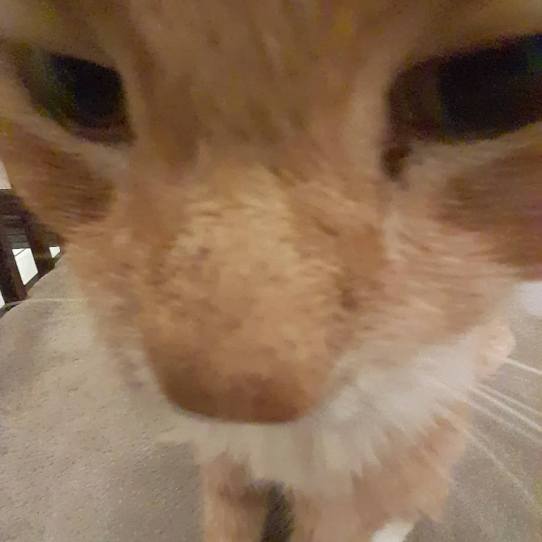 Ginger joined the competition — help win amazing prizes! carnivore, cat, domestic_short_haired_cat, ear, eye, fawn, felidae, fur, paw, small_to_medium_sized_cats, snout, tail, terrestrial_animal, whiskers