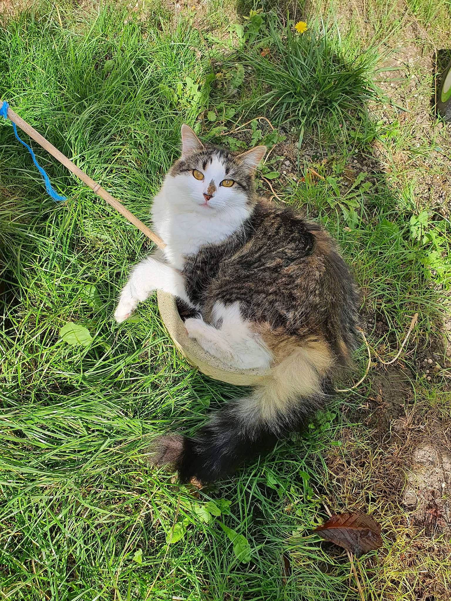 Olive is registered to the contest to win money with this photo: carnivore, cat, domestic_short_haired_cat, fawn, felidae, foot, fur, grass, grassland, groundcover, paw, plant, sitting, small_to_medium_sized_cats, snout, soil, tail, terrestrial_animal, tree, whiskers