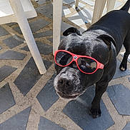 Jazz a rejoint le concours — aidez-le/la à gagner de superbes lots ! dog, black_dog, sunglasses, red_sunglasses, outdoor, patio, floor_tiles, plastic_chair, sunlight, shadow, pet, animal, footwear, slippers, paws, curious, calm, closeup, summer, casual