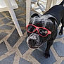 dog, black_dog, sunglasses, red_sunglasses, outdoor, patio, floor_tiles, plastic_chair, sunlight, shadow, pet, animal, footwear, slippers, paws, curious, calm, closeup, summer, casual