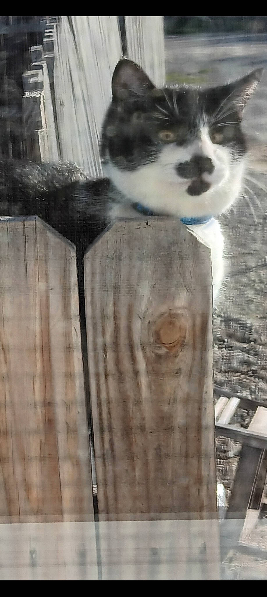 Mustache is registered to the contest to win money with this photo: art, carnivore, cat, domestic_short_haired_cat, door, felidae, fur, illustration, monochrome_photography, painting, small_to_medium_sized_cats, snout, tail, tree, trunk, visual_arts, whiskers, window, wood