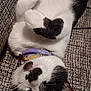 Mustache is registered to the contest to win money with this photo: animal, black_and_white, cat, closeup, collar, couch, cute, domestic, feline, fishbone_charm, fur, heart_shape, indoor, patterned_fabric, paw, pet, relaxed, resting, sleeping, whiskers