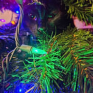 Jack is registered to the contest to win money with this photo: cat, black_cat, christmas_tree, christmas_lights, ornament, holiday, greenery, closeup, night, festive, decorations, twinkling_lights, curious, animal, pet, indoor, colorful, reflection, face, branches