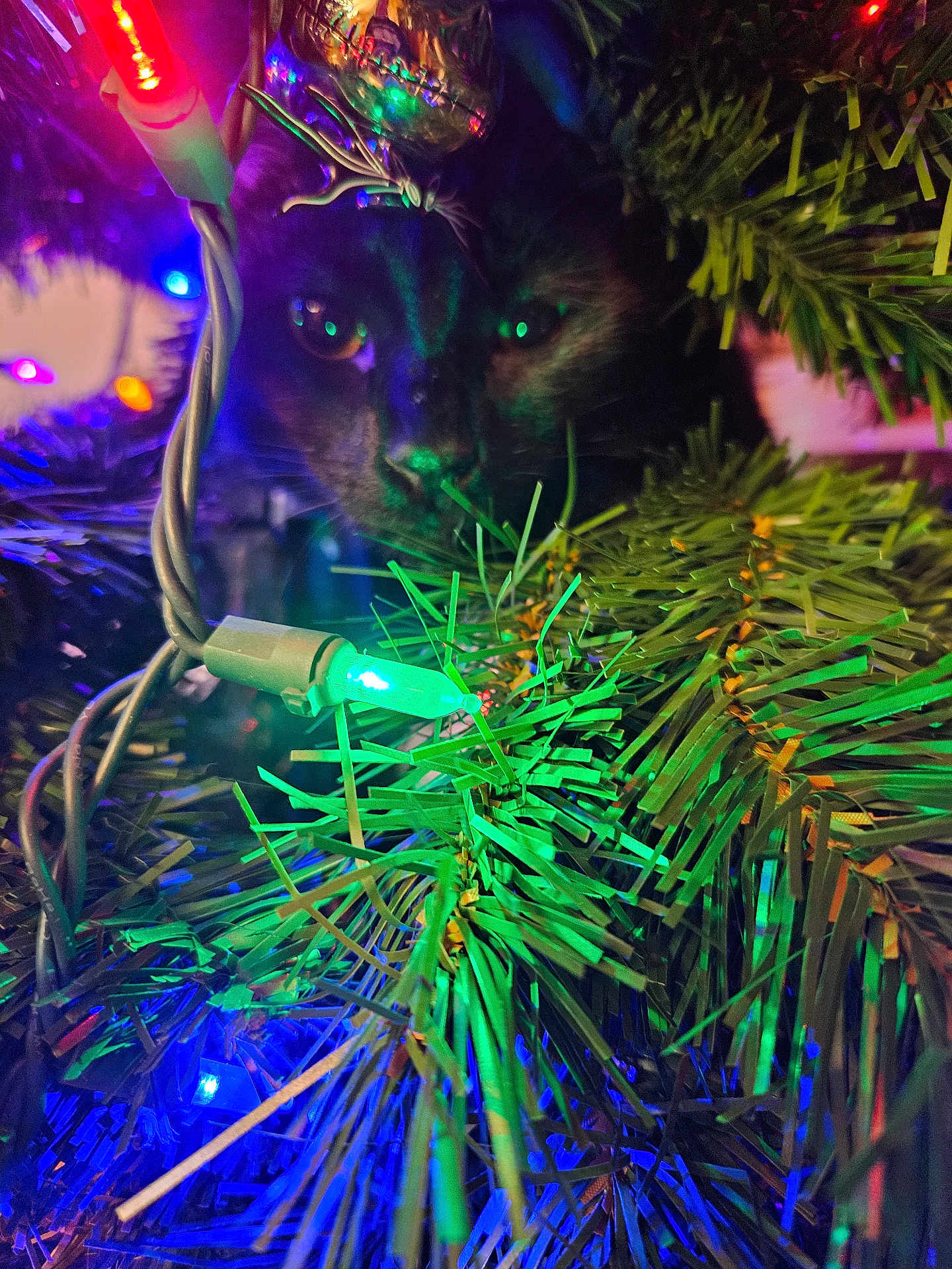 Jack is registered to the contest to win money with this photo: cat, black_cat, christmas_tree, christmas_lights, ornament, holiday, greenery, closeup, night, festive, decorations, twinkling_lights, curious, animal, pet, indoor, colorful, reflection, face, branches