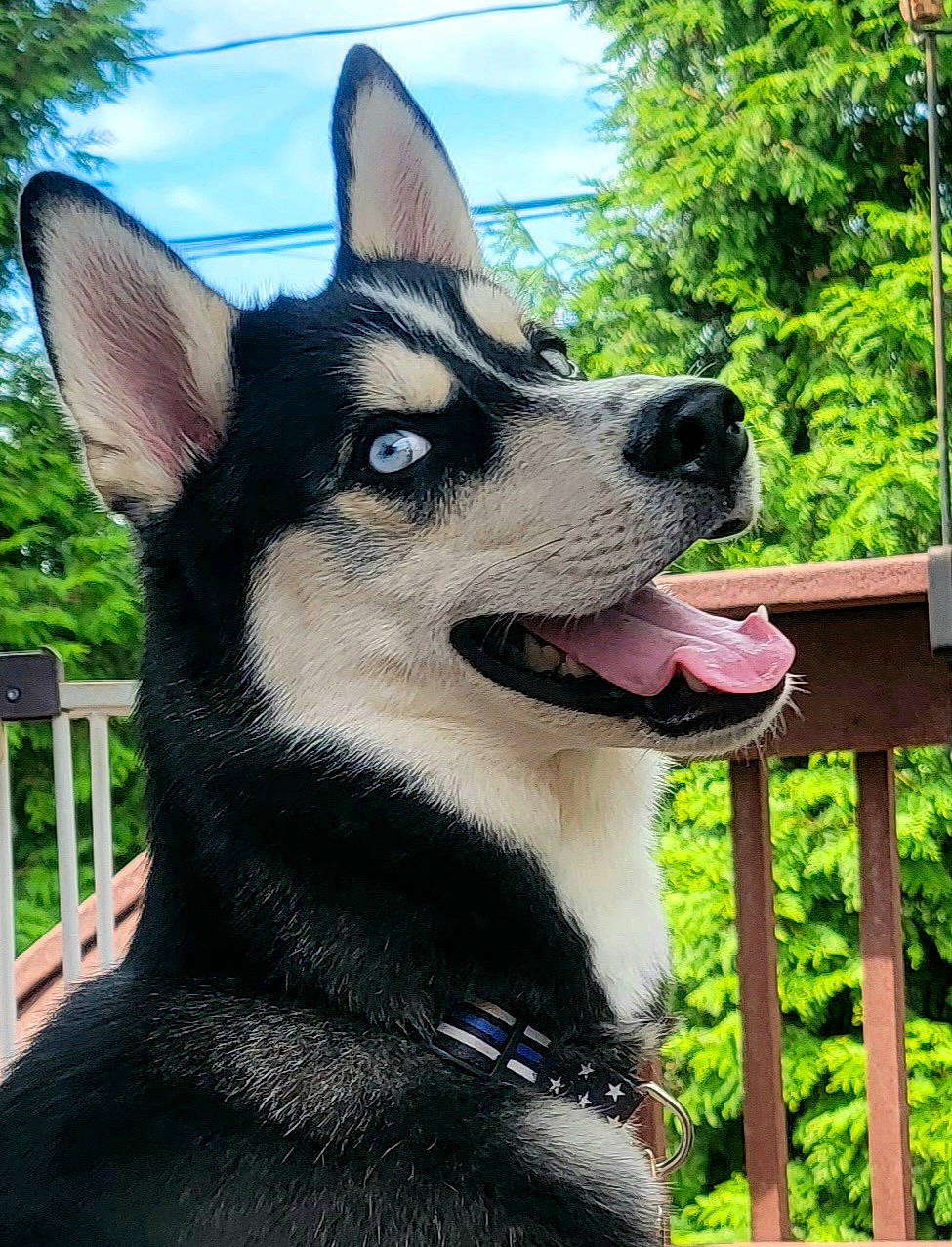 Kylo joined the competition — help win amazing prizes! canidae, canis, carnivore, cloud, collar, companion_dog, dog, dog_breed, dog_collar, east_european_shepherd, fur, herding_dog, king_shepherd, sky, snout, sporting_group, terrestrial_animal, tree, whiskers, working_animal