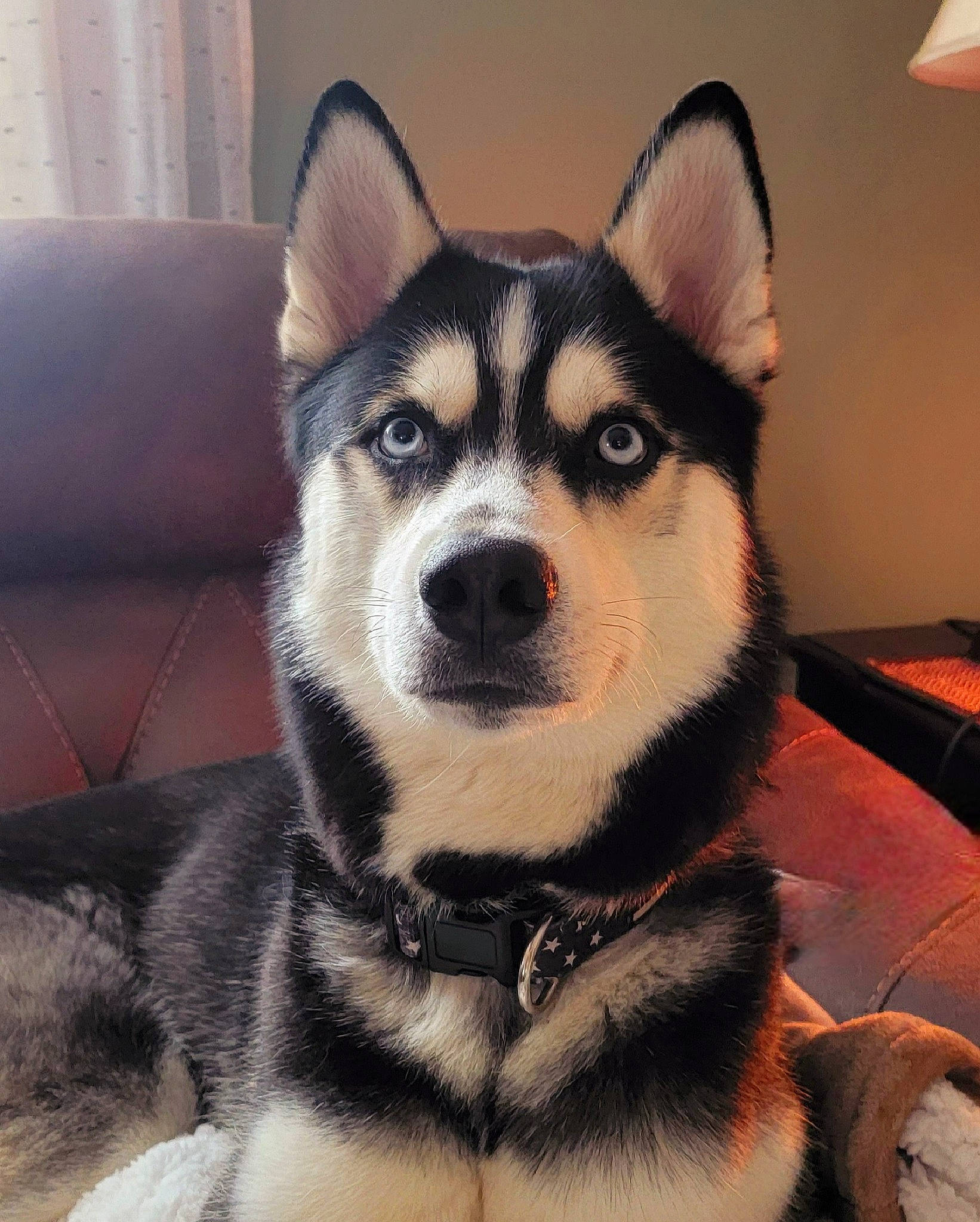 Kylo joined the competition — help win amazing prizes! canidae, canis, carnivore, comfort, companion_dog, dog, dog_breed, eye, fur, head, sled_dog, snout, sporting_group, square, terrestrial_animal, vertebrate, whiskers, wildlife, wolf, working_animal