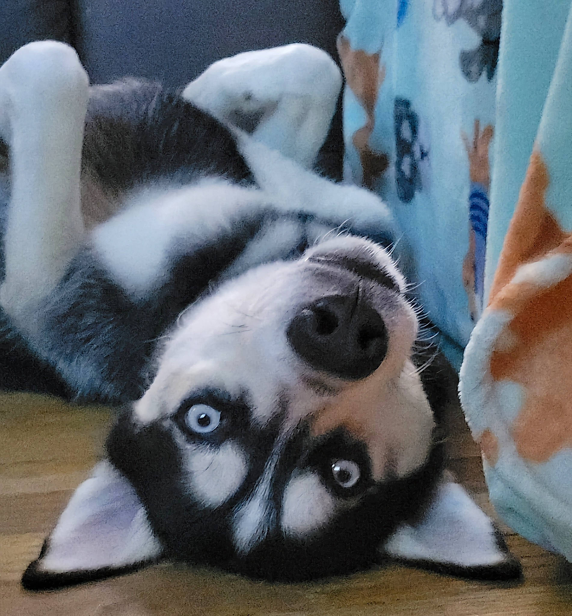 Kylo is registered to the contest to win money with this photo: canidae, carnivore, comfort, companion_dog, dog, dog_breed, dog_supply, fawn, flooring, fur, linens, nap, non_sporting_group, paw, snout, sporting_group, terrestrial_animal, whiskers, wildlife, working_animal