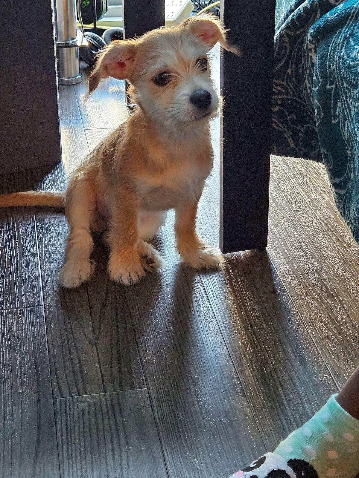 Biscuit is registered to the contest to win money with this photo: canidae, carnivore, companion_dog, dog, dog_breed, dog_supply, fawn, flooring, fur, hardwood, small_terrier, snout, sporting_group, tail, terrestrial_animal, terrier, toy_dog, whiskers, wood, working_animal