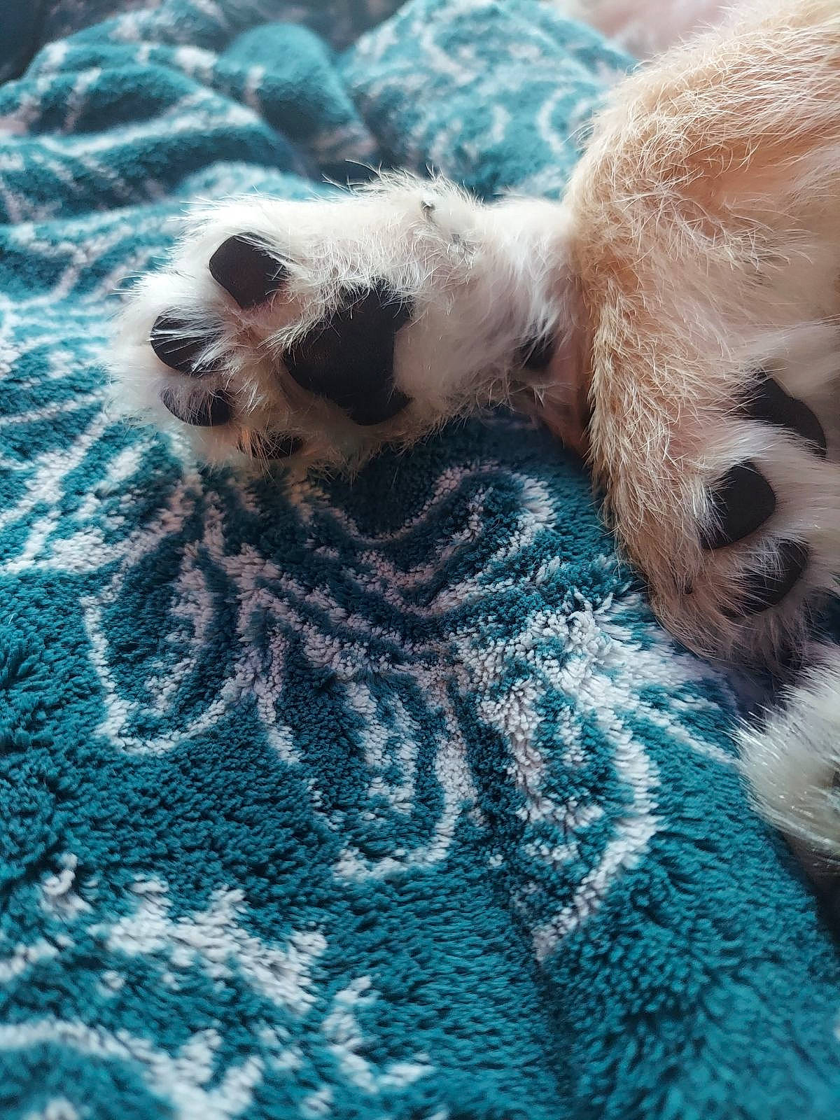 Biscuit joined the competition — help win amazing prizes! canidae, carnivore, claw, comfort, companion_dog, dog, dog_breed, fawn, felidae, fur, marine_mammal, paw, snout, sporting_group, terrestrial_animal, water, wave, whiskers, wildlife, wind_wave