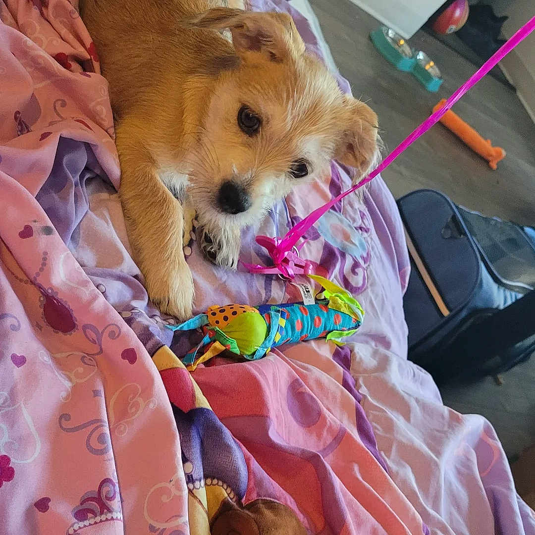 Biscuit