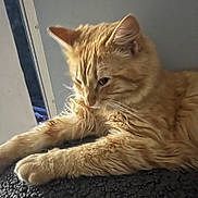 Baby is registered to the contest to win money with this photo: animal, cat, closeup, cute, domestic_cat, ears, feline, fluffy, fur, indoor, orange_tabby, paw, pet, portrait, relaxed, resting, sleepy, soft, texture, whiskers