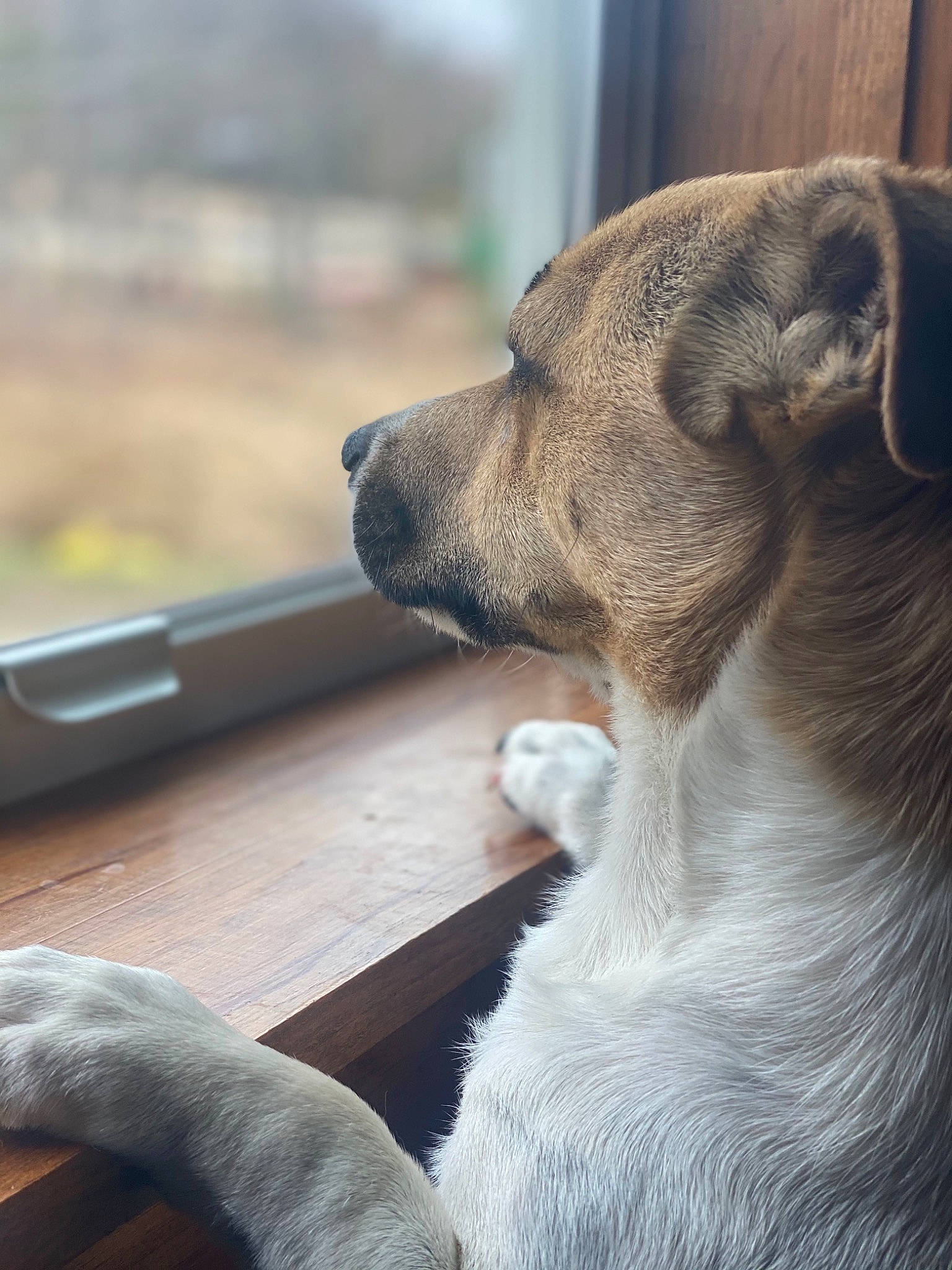 Higgins joined the competition — help win amazing prizes! carnivore, comfort, companion_dog, dog, dog_breed, fawn, flooring, fur, hardwood, snout, sporting_group, terrestrial_animal, whiskers, wood, working_animal