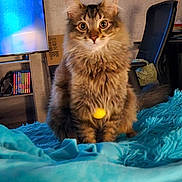 George joined the competition — help win amazing prizes! alert, animal, blanket, blue, bookshelf, cat, chair, closeup, cozy, curious, fluffy, fur, furniture, household, indoor, living_room, pet, tabby, television, yellow_ball