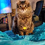 alert, animal, blanket, blue, bookshelf, cat, chair, closeup, cozy, curious, fluffy, fur, furniture, household, indoor, living_room, pet, tabby, television, yellow_ball