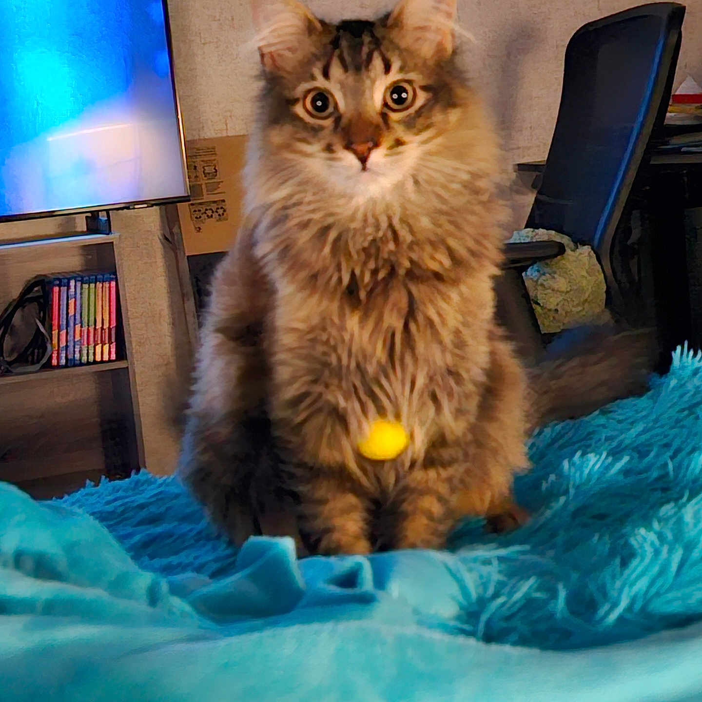 George joined the competition — help win amazing prizes! alert, animal, blanket, blue, bookshelf, cat, chair, closeup, cozy, curious, fluffy, fur, furniture, household, indoor, living_room, pet, tabby, television, yellow_ball