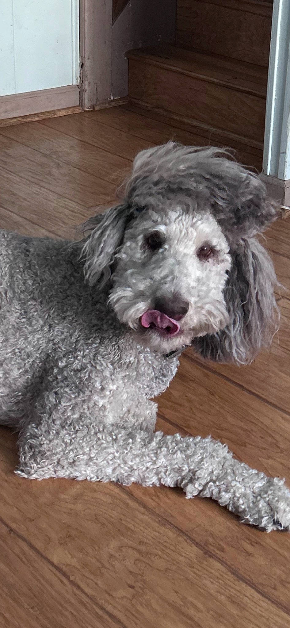 Colt joined the competition — help win amazing prizes! carnivore, companion_dog, dog, dog_breed, dog_collar, flooring, fur, goldendoodle, grey, hardwood, labradoodle, liver, small_terrier, snout, sporting_group, terrier, toy_dog, water_dog, wood, working_animal