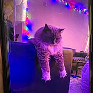 Kitkat joined the competition — help win amazing prizes! cat, furniture, chair, indoor, string_lights, purple_lighting, fluffy, pet, relaxed, living_room, decor, cozy, home, animal, mammal, domestic, cute, resting, soft, colorful
