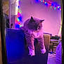 cat, furniture, chair, indoor, string_lights, purple_lighting, fluffy, pet, relaxed, living_room, decor, cozy, home, animal, mammal, domestic, cute, resting, soft, colorful