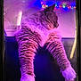 cat, fluffy, purple_light, paws, relaxed, indoor, string_lights, colorful_lights, feline, pet, cozy, fur, mammal, animal, whiskers, resting, cute, domestic_animal, soft, sleepy