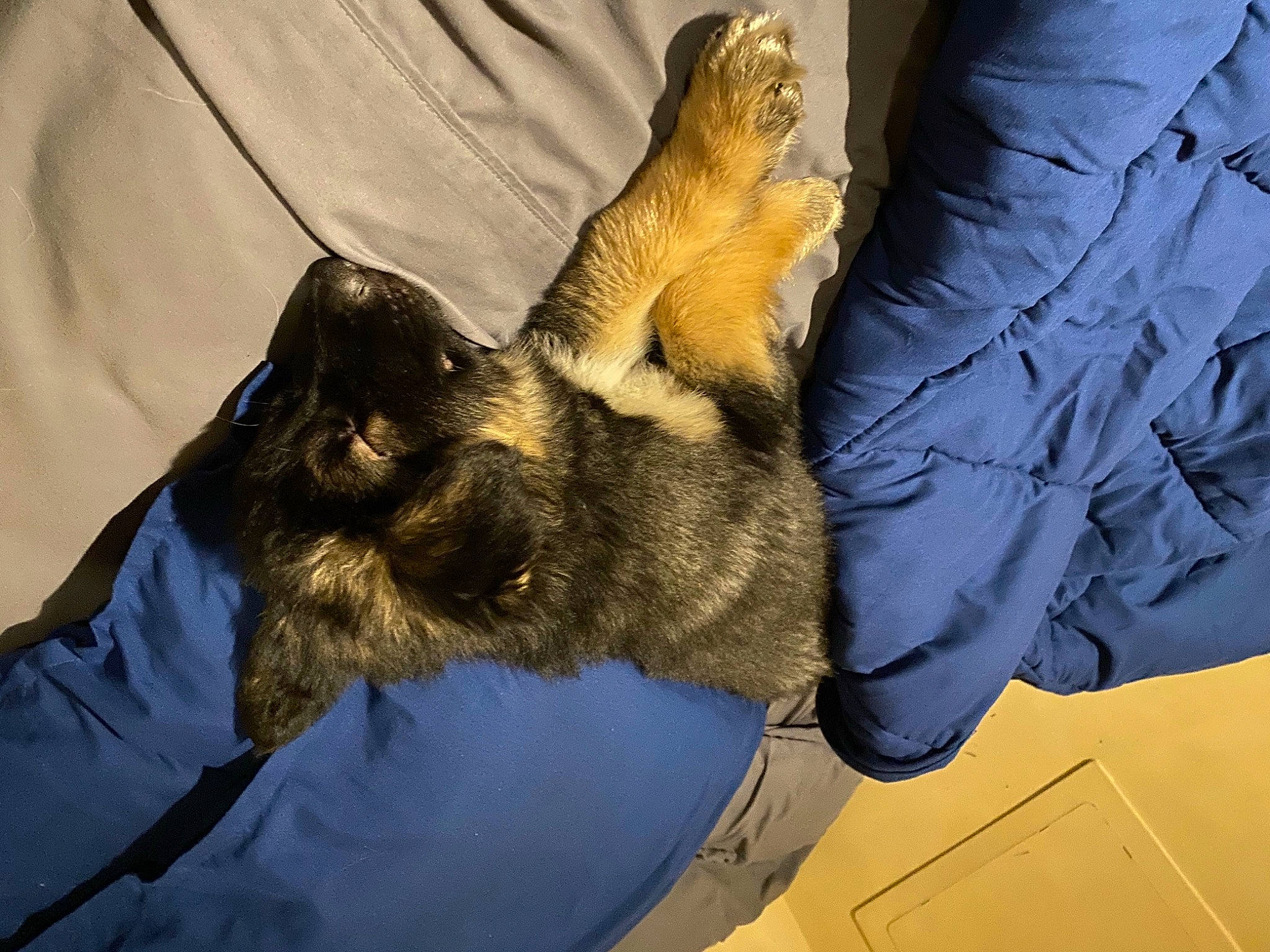 Benjii is registered to the contest to win money with this photo: bed, canidae, carnivore, claw, comfort, companion_dog, dog_breed, elbow, felidae, fur, gesture, health_care, leg, medical, medical_procedure, safety_glove, service, small_to_medium_sized_cats, sporting_group, veterinarian