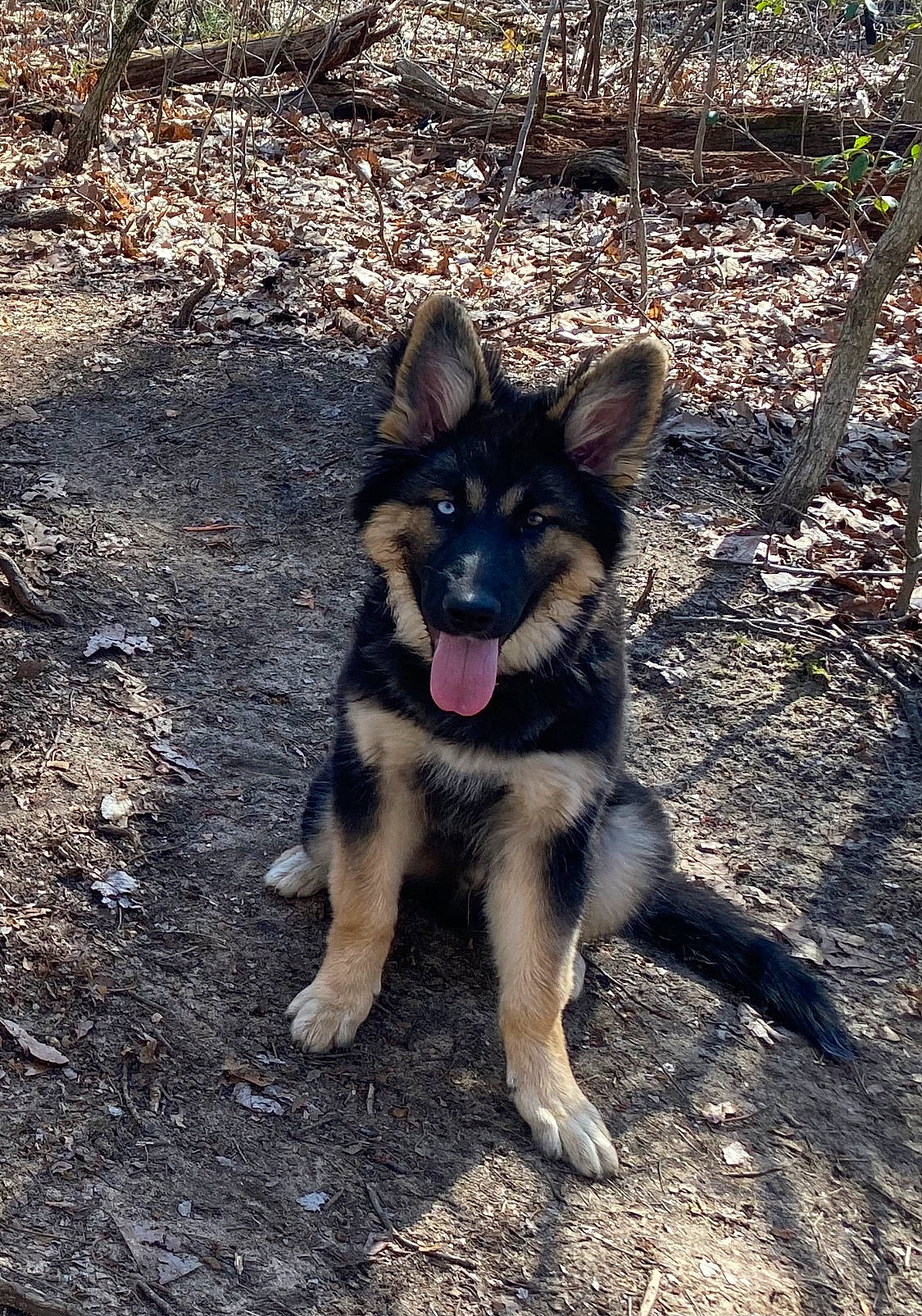 Benjii is registered to the contest to win money with this photo: canidae, canis, carnivore, companion_dog, dog, dog_breed, east_european_shepherd, fawn, german_shepherd_dog, guard_dog, herding_dog, king_shepherd, non_sporting_group, old_german_shepherd_dog, soil, sporting_group, sulimov_dog, terrestrial_animal, working_animal, working_dog