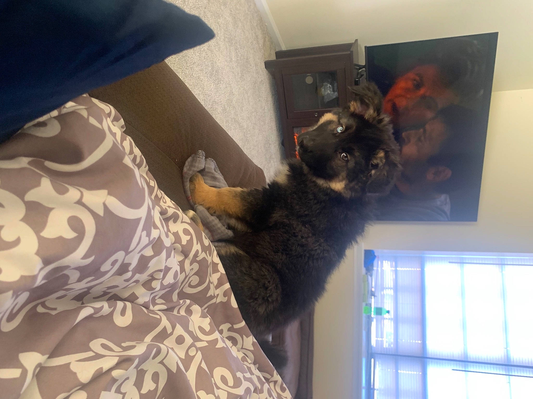 Benjii joined the competition — help win amazing prizes! cat, comfort, couch, dog_breed, domestic_short_haired_cat, dress, felidae, flooring, fur, house, human_leg, linens, pattern, room, small_to_medium_sized_cats, tail, textile, tree, whiskers, window