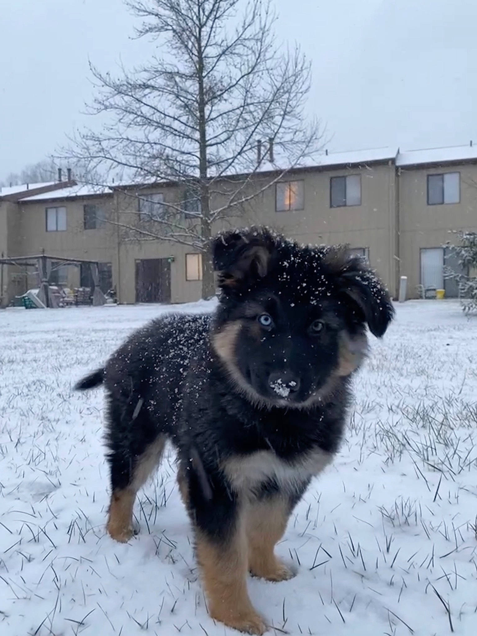 Benjii joined the competition — help win amazing prizes! automotive_tire, building, canidae, carnivore, companion_dog, dog, dog_breed, freezing, fur, house, plant, sky, snout, snow, sporting_group, tail, tree, window, winter, working_animal