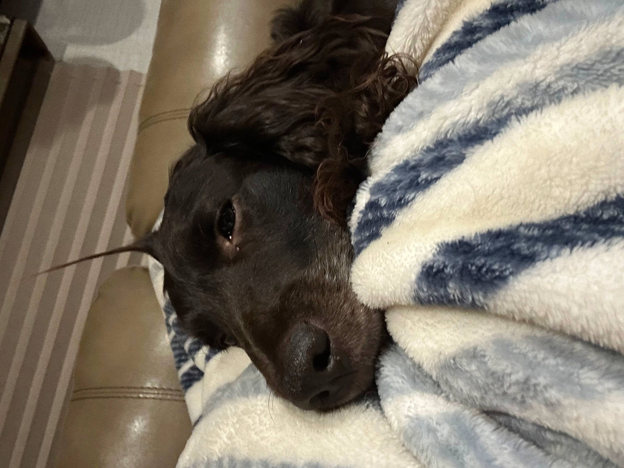 Maverick joined the competition — help win amazing prizes! canidae, carnivore, claw, comfort, companion_dog, dog, dog_breed, fawn, felidae, fur, guard_dog, linens, liver, paw, sleeve, small_to_medium_sized_cats, sporting_group, tail, whiskers, working_animal