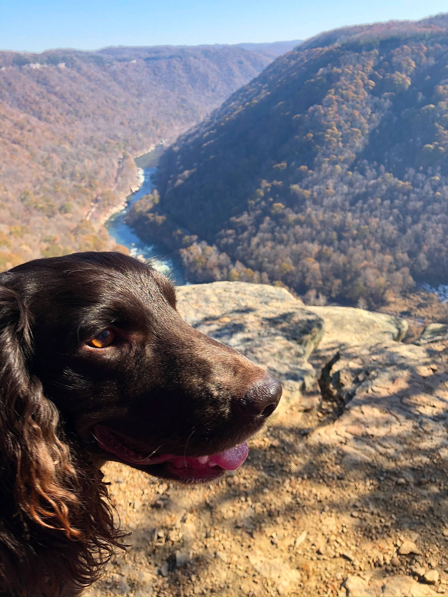 Maverick joined the competition — help win amazing prizes! adventure, carnivore, dog, dog_breed, giant_dog_breed, gun_dog, hill, landscape, mountain, mountain_range, mountainous_landforms, ridge, sky, slope, snout, sporting_group, travel, valley, wilderness, working_animal
