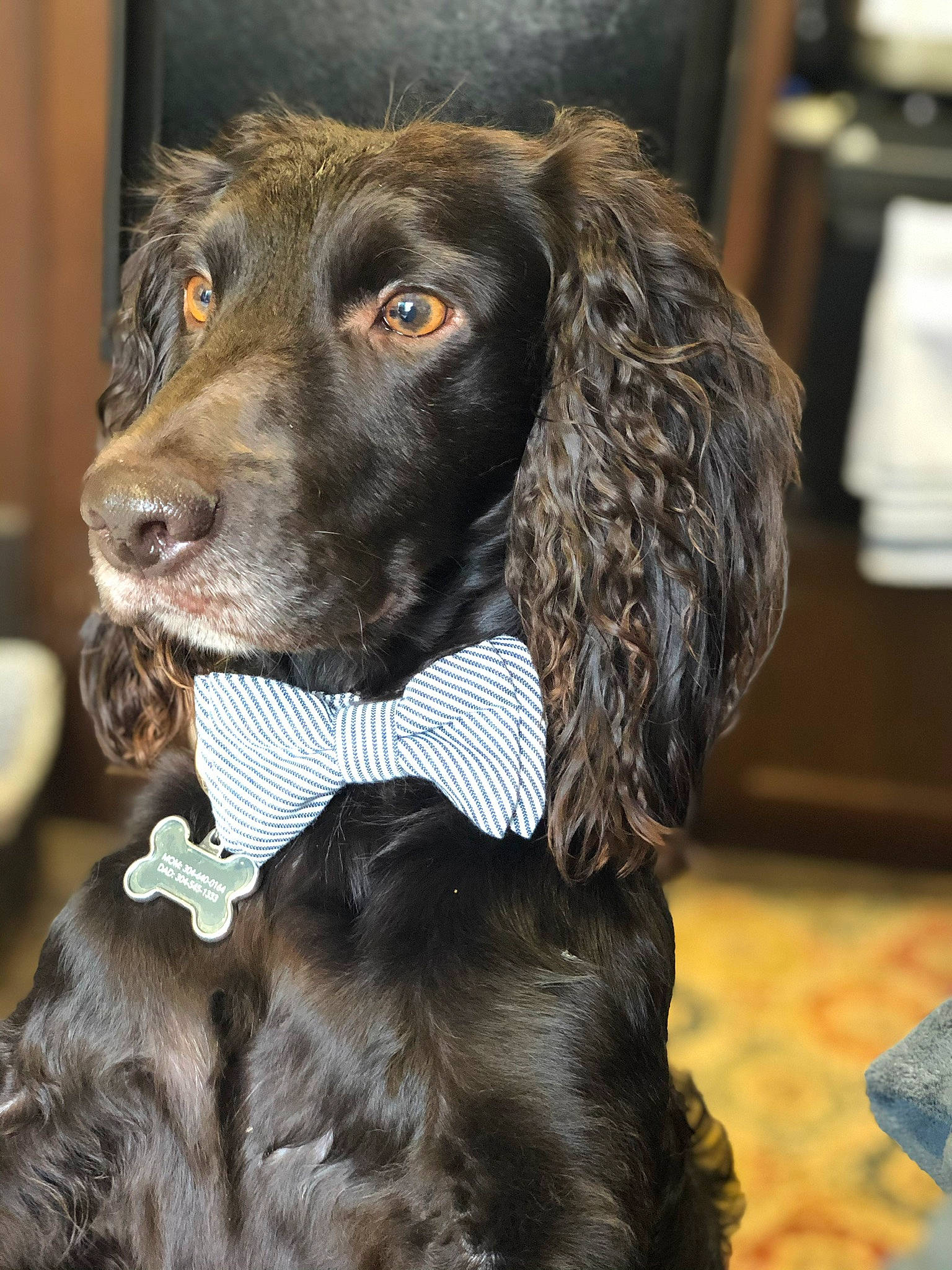 Maverick is registered to the contest to win money with this photo: borador, canidae, carnivore, cocker_spaniel, collar, companion_dog, dog, dog_breed, dog_collar, fur, gun_dog, hunting_dog, liver, pont_audemer_spaniel, snout, spaniel, sporting_group, whiskers, working_animal, working_dog