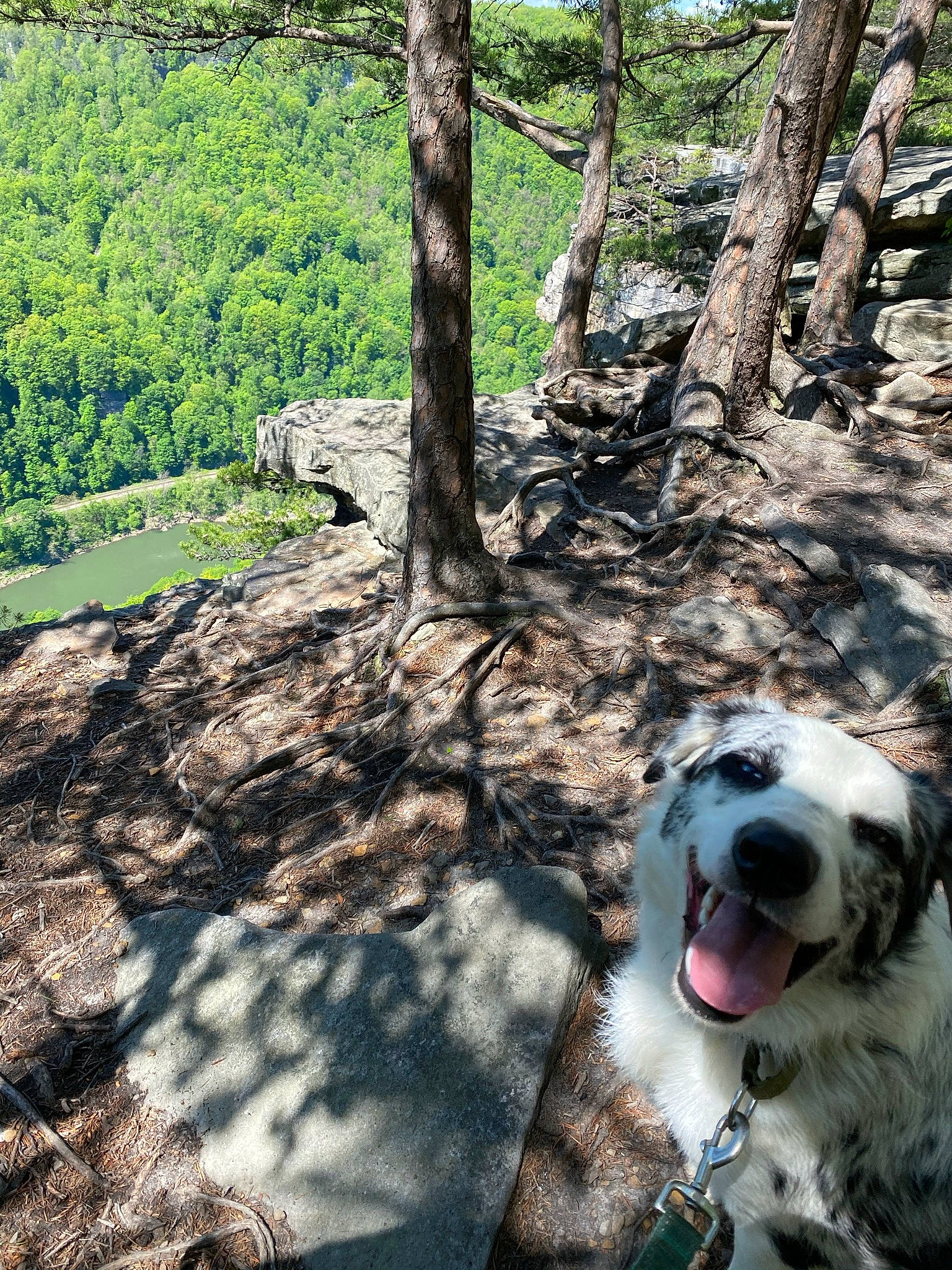Goose is registered to the contest to win money with this photo: bedrock, carnivore, collar, companion_dog, dog, dog_breed, forest, groundcover, landscape, natural_landscape, plant, recreation, rock, snout, soil, sporting_group, tree, trunk, wood, woodland