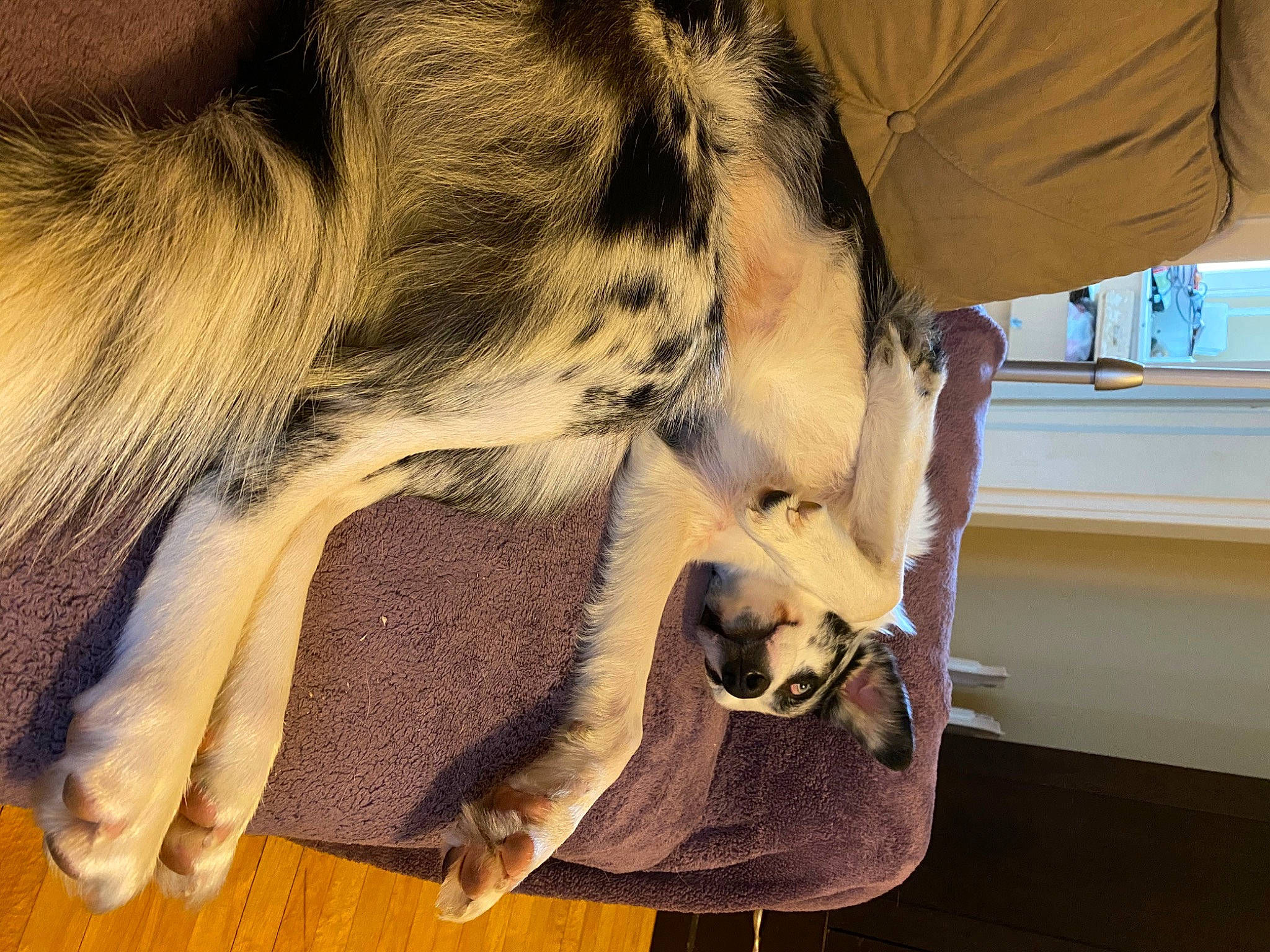 Goose joined the competition — help win amazing prizes! carnivore, claw, comfort, companion_dog, dog, dog_breed, fawn, felidae, flooring, foot, fur, giant_dog_breed, human_leg, paw, small_to_medium_sized_cats, snout, tail, whiskers, wood, working_animal