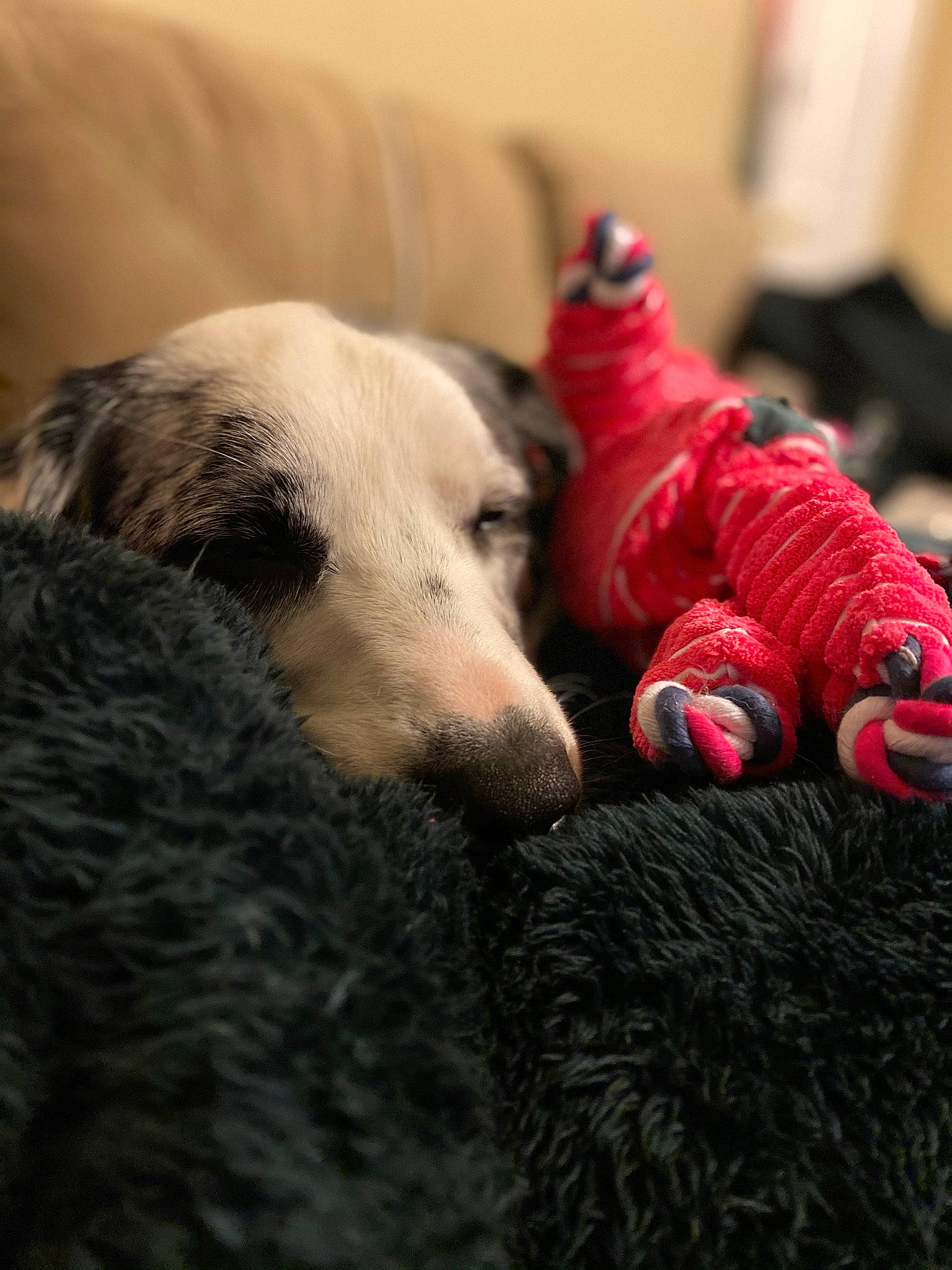 Goose joined the competition — help win amazing prizes! canidae, carmine, carnivore, comfort, companion_dog, couch, dog, dog_breed, flooring, fur, grey, linens, snout, sporting_group, toy, whiskers, wood, wool, woolen, working_animal