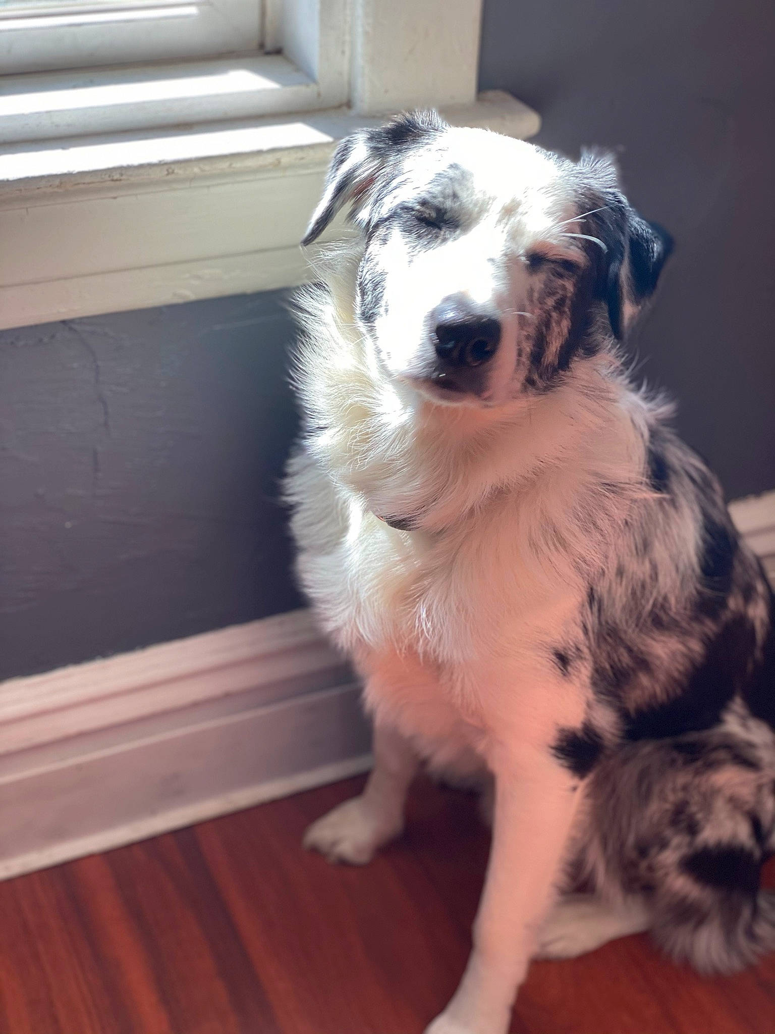 Goose joined the competition — help win amazing prizes! australian_shepherd, canidae, carnivore, companion_dog, dog, dog_breed, floor, flooring, fur, hardwood, herding_dog, laminate_flooring, snout, tail, terrestrial_animal, texas_heeler, whiskers, wood, wood_flooring, working_dog
