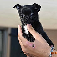 Lilo participe au concours pour gagner de l'argent avec cette photo : puppy, dog, black_fur, small_dog, hand, person, watch, skin_mark, outdoor, close_up, cute, pet, animal, young_dog, portrait, fingernail, shiny_eyes, holding, domestic_animal, fur