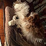 Sydonie participe au concours pour gagner de l'argent avec cette photo : cat, sleeping, fluffy, long_hair, pet_bed, cozy, indoor, relaxed, animal, fur, whiskers, paw, resting, feline, cute, soft, home, quiet, peaceful, wooden_surface