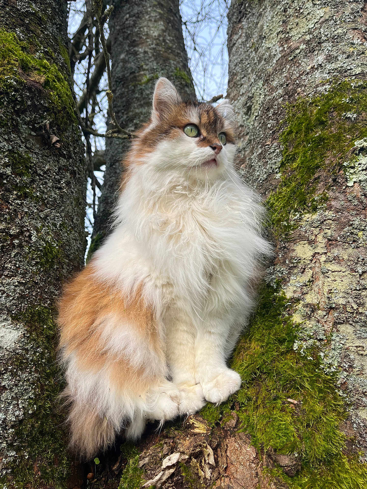 Sydonie participe au concours pour gagner de l'argent avec cette photo : animal, branch, cat, closeup, cute, eyes, feline, fluffy, forest, fur, green, mammal, moss, nature, outdoor, pet, portrait, tree, whiskers, wildlife