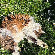Sydonie participe au concours pour gagner de l'argent avec cette photo : cat, fluffy, stretching, grass, daisies, outdoor, sunlight, nature, pet, relaxed, white, brown, orange, green, flower, animal, fur, spring, daylight, playful