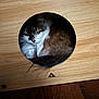 Sydonie participe au concours pour gagner de l'argent avec cette photo : cat, wood, hole, circle, tail, fur, green_eyes, pet, animal, cozy, curious, indoor, box, wooden_surface, feline, closeup, resting, cute, domestic_cat, hidden