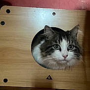 Fifi participe au concours pour gagner de l'argent avec cette photo : cat, animal, pet, wood, hole, curious, indoor, fur, face, ears, eyes, pink_nose, whiskers, board, texture, closeup, feline, cute, looking, background