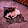 Fifi participe au concours pour gagner de l'argent avec cette photo : cat, sleeping, fluffy, rug, patterned_rug, wooden_floor, indoor, pet, cozy, relaxed, animal, fur, resting, cute, home, domestic_cat, quiet, flooring, feline, peaceful
