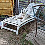 dog, lounge_chair, outdoor, backyard, wooden_fence, grass, dirt, plant_pot, rustic, relaxed, pet, white_dog, black_patch, furniture, garden, sun_bathing, animal, canine, resting, daylight