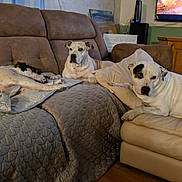 Buddy joined the competition — help win amazing prizes! animal, beige, blanket, brown, couch, cozy, dog, domestic, floor, furniture, home, indoor, living_room, pet, pillow, relaxed, resting, television, three_dogs, wooden_cabinet