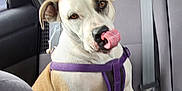 Dixie joined the competition — help win amazing prizes! animal, backseat, canine, car, car_interior, companion, cute, dog, domestic_animal, gray_seat, licking, mammal, pet, playful, purple_harness, seatbelt, sitting, tongue, transportation, window