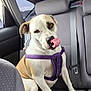 Dixie joined the competition — help win amazing prizes! dog, canine, pet, car_interior, backseat, purple_harness, tongue, licking, sitting, seatbelt, window, gray_seat, playful, animal, mammal, domestic_animal, cute, companion, car, transportation