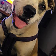 Dixie is registered to the contest to win money with this photo: dog, indoor, pet, animal, tongue_out, harness, happy, close_up, living_room, canine, cute, household, portrait, friendly, domestic, brown_and_white, companion, playful, fur, face